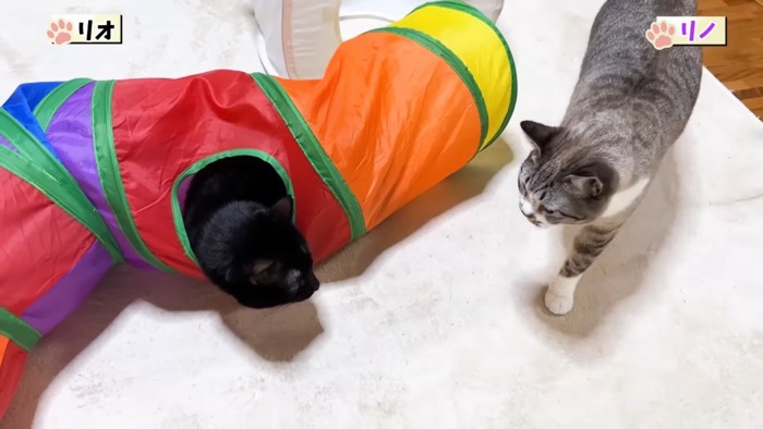 トンネルに入るリオくん