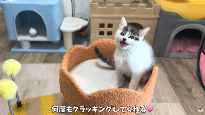 テロップ「何度もクラッキング～」