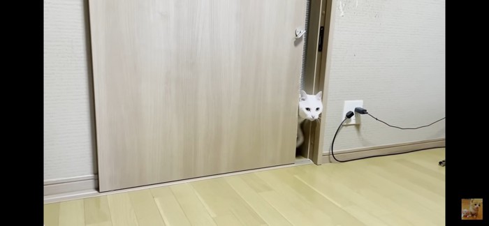 トコちゃん