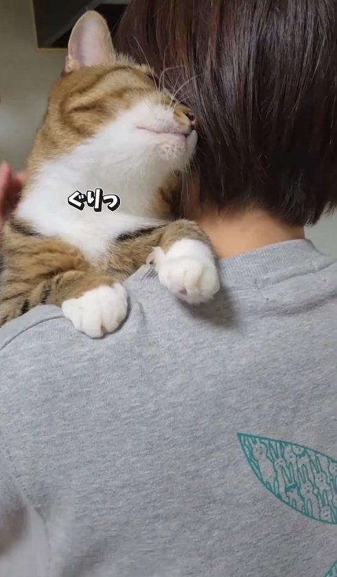 飼い主に抱っこされて頭を擦り付けている猫