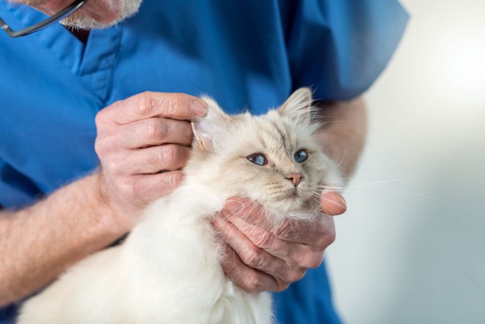 猫の耳を診察する獣医師