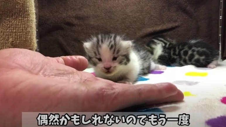 また手を見つめる子猫