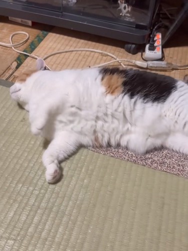横になる猫