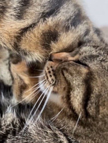 喉を鳴らしながら大きい猫の腹を前足で揉む小さい猫