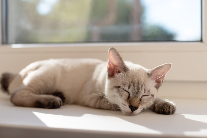 窓辺で眠るメコンボブテイルの子猫