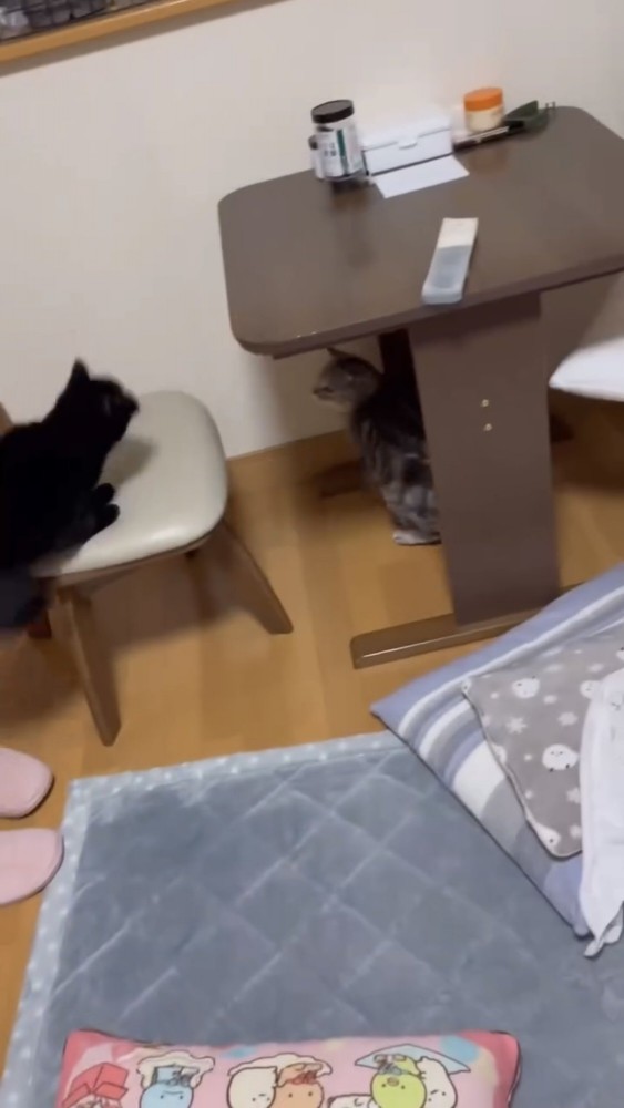 にらみ合う猫