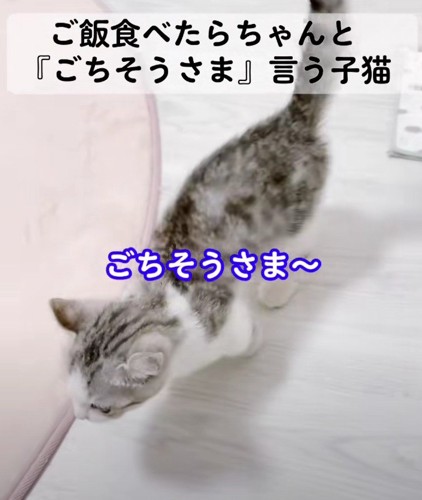 ごはんとレビンちゃん%「ごちそうさま~」