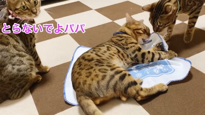 マタタビシートに乗る猫と隣に座る猫