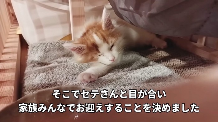 寝ている子猫