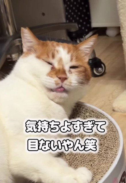 リラックスしている猫