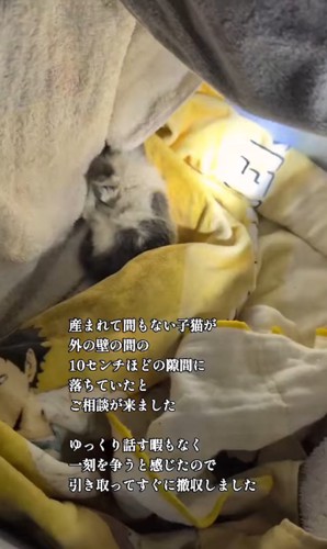 保護された子猫