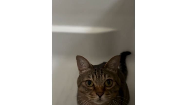 浴槽にいる猫