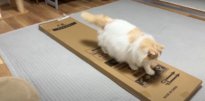 段ボールを歩く猫