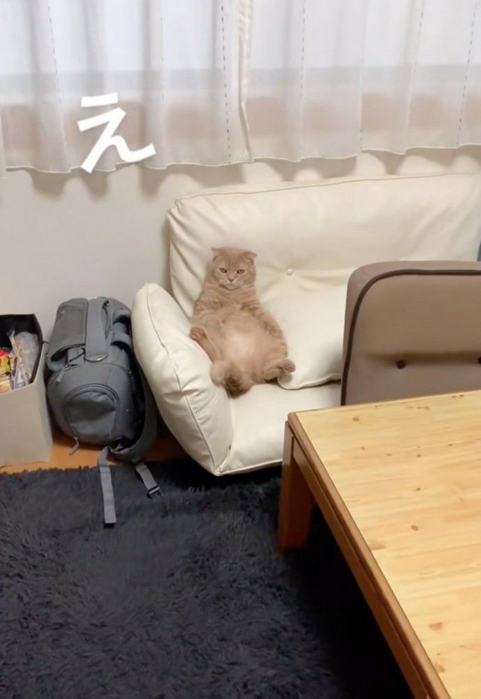 ソファに座る猫