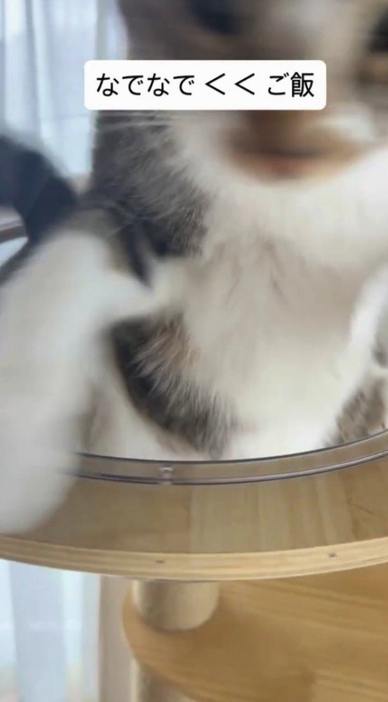 自動給餌器の音が聞こえて飛び起きる猫
