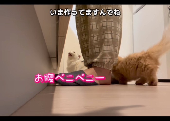 上を見て鳴く猫