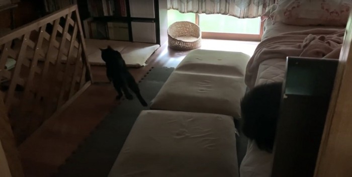 カーテンが閉まった部屋の奥に行く黒猫の後ろ姿