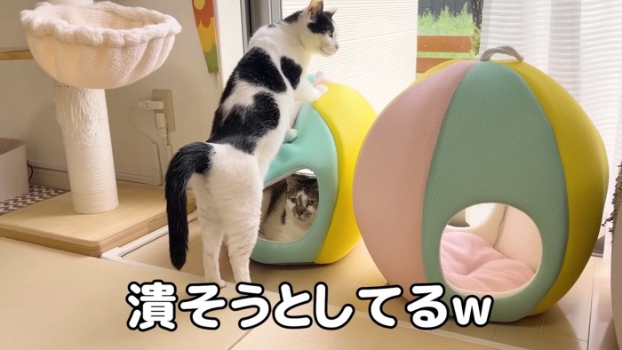 ささみくんの入ったベッドにのるホルンくん
