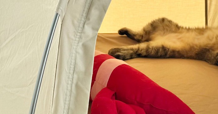 テントの中のしまちゃん
