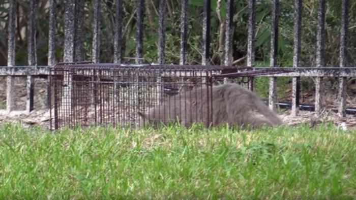 捕獲器の中の成猫