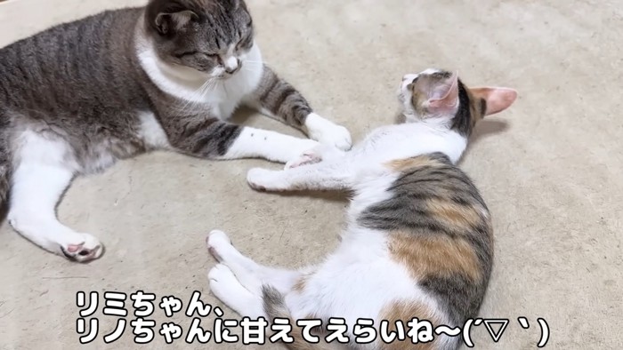 横になる子猫