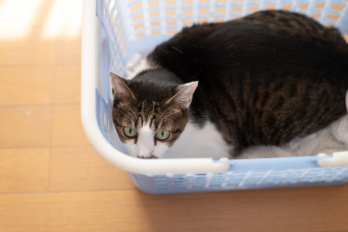 カゴの中にいるキジ白猫