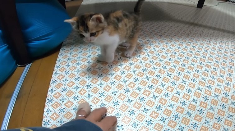 手の方に歩く子猫