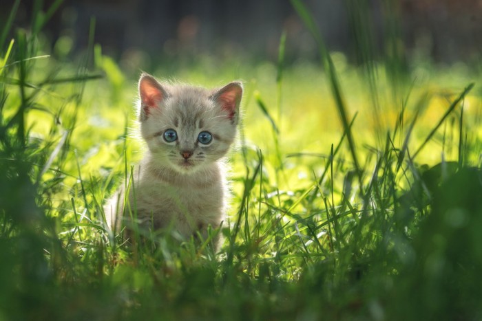 草むらの子猫