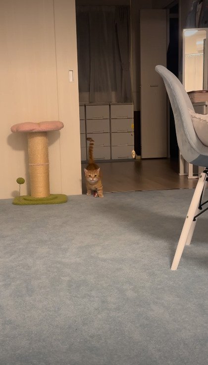 部屋の奥から飼い主さんのほうを見つめるらむくん