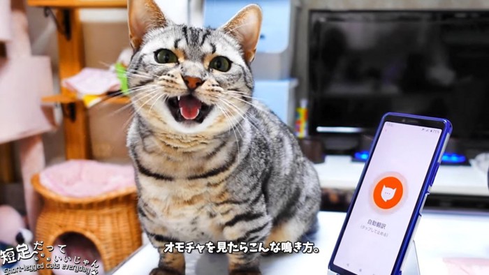 縞模様の猫