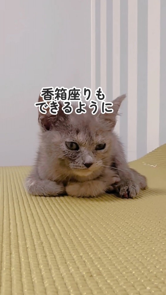 座る猫