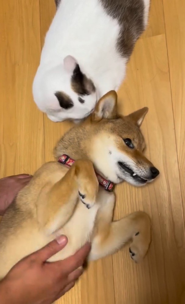 飼い主と猫に囲まれて穏やかな顔をしている犬
