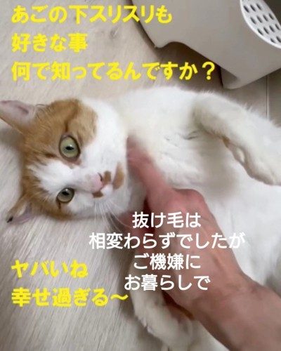 仰向けでなでられる猫