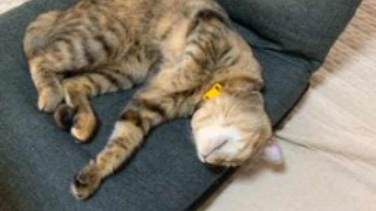 寝ている猫