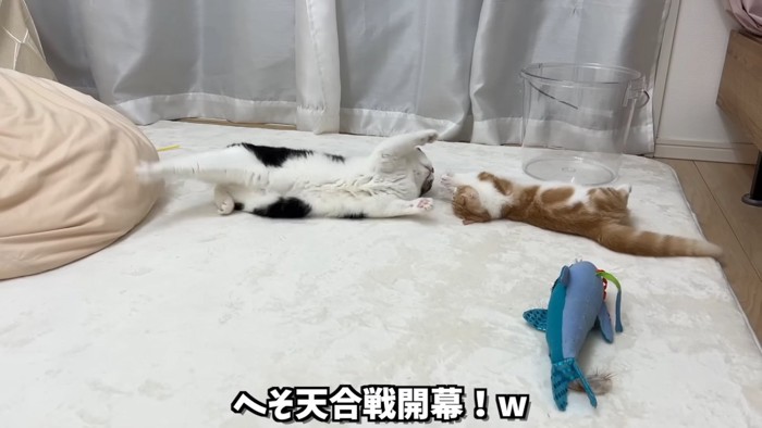 ヘソ天する2匹の猫