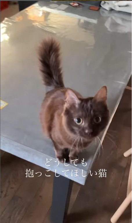 テーブルの上から飼い主を見つめる猫