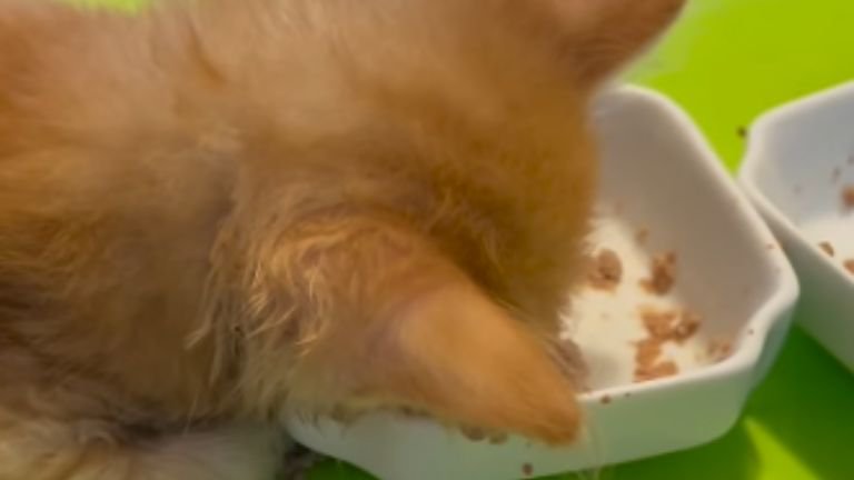 ごはんを食べている子猫