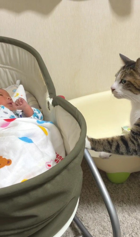 ベビーベッドから離れる猫