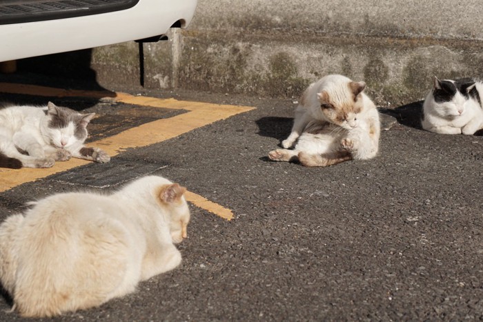 野良猫の集会