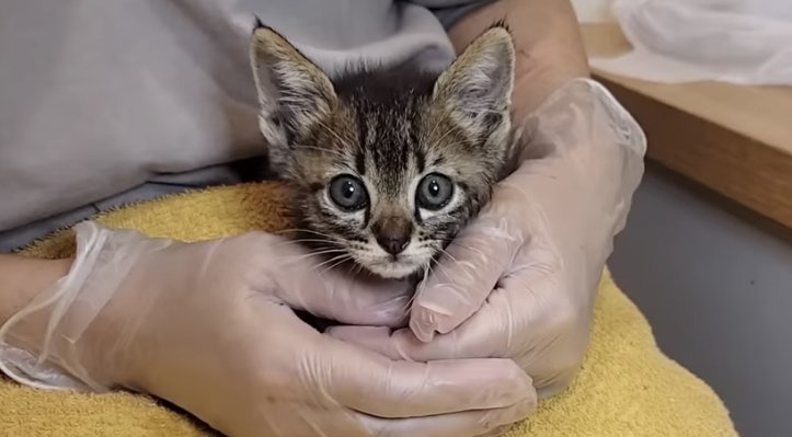 表情が明るくなったおこげちゃん