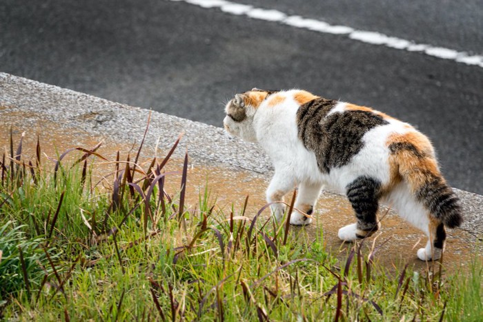 道路を歩く三毛猫の後ろ姿