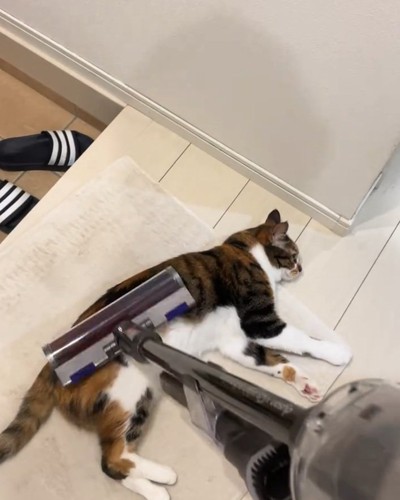 掃除機で吸われる猫