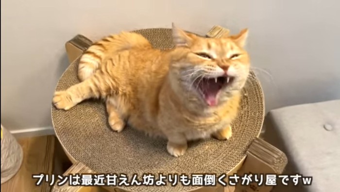 あくびをするプリンくん