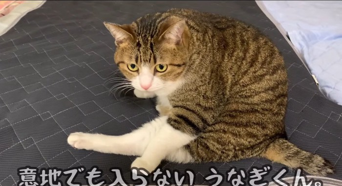 くつろぐ猫