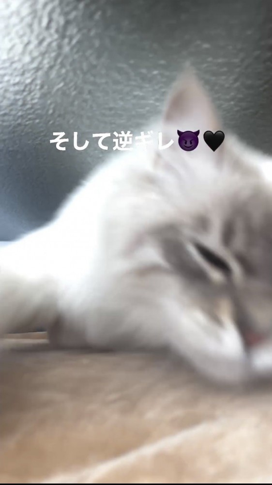 飛びかかる猫