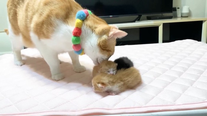 3匹の赤ちゃん猫と匂いを嗅ぐ茶白猫