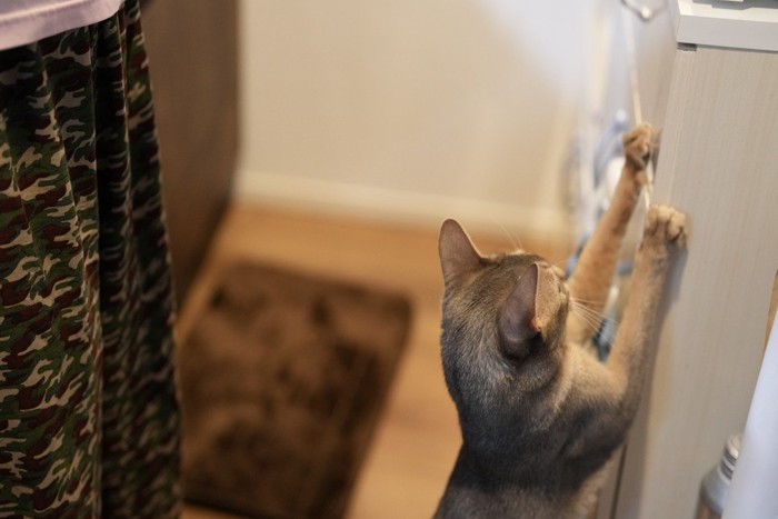 爪とぎをする猫