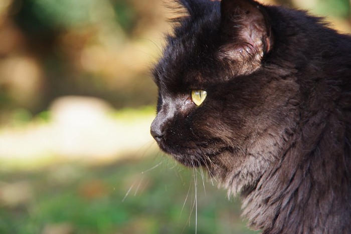 凛々しい黒猫の横顔