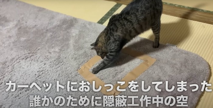 カーペットを掘る猫