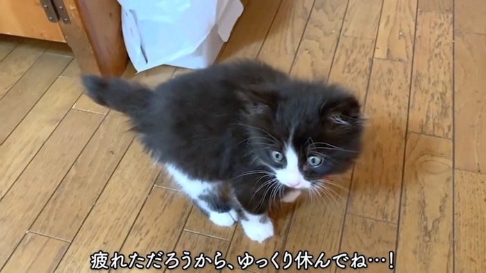 家を歩く猫